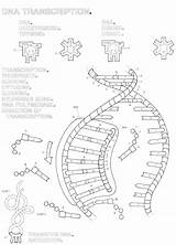 Dna Coloring Sheet Getcolorings Color Transcription sketch template