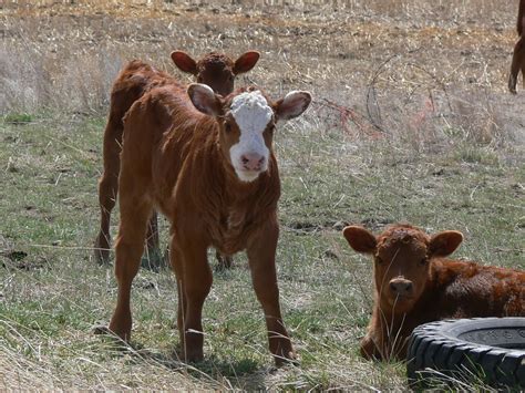 ranch riding sunday stills farm animals