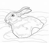 Hare Coloring Snowshoe Snow Arctic Drawing Drift Pages Color Printable Print Supercoloring Animal Version Hares Uprooted Comments sketch template
