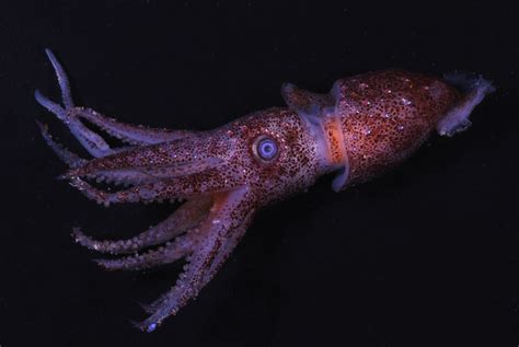 Critter Of The Week Histioteuthis The Cock Eyed Squid Niwa