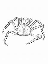 Crab Coloring Pages Color Printable Kids sketch template