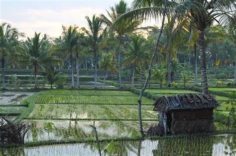 Rice Fields In Ubud On The Island Of Bali Indonesia July 2011 Bali