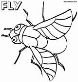 Fly Coloring Pages Things Resolution sketch template