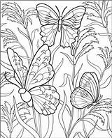 Coloring Butterfly Beautiful Difficult Popular sketch template