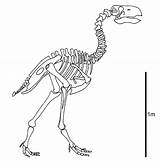 Dinosaur Skeleton Gastornis Beak Worse Suggests Archaeopteryx Skelett Dinosaurier Generel Eurekalert 1917 Lateral Microraptor Granger Tarsometatarsus Adapted Hellmund Correctly sketch template