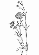 Ranunculus Coloring Buttercup Pages Flower Drawing Flowers Categories Getdrawings Supercoloring sketch template