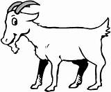Coloring Goats Ziege Cabra 2438 Dibujos Ausmalbild Kostenlos Webstockreview Malvorlagen sketch template