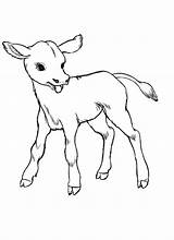 Cow Baby Coloring Drawing Pages Realistic Cows Kids Color Colour Just Easy Animal Sketches Cliparts Born Kidsplaycolor Sketch Clipart Cute sketch template