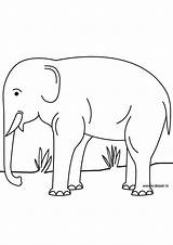Elephant Coloring Asia Zoo Animals Mammals sketch template