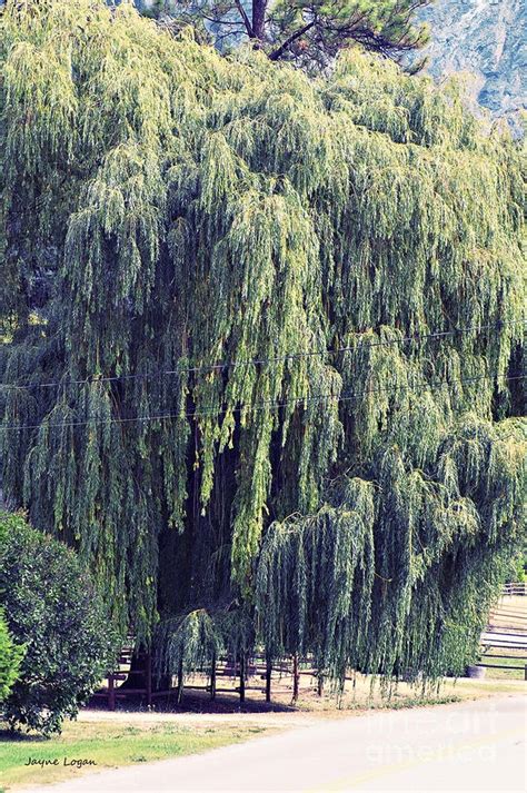 Weeping Willow Flowers Trees Pinterest Trees Love