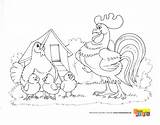 Kury Kolorowanki Kolorowanka Druku Farma Zwierzęta Wsi Dzieci Farmie Malowanka Domowe Gospodarstwie Gospodarskie Jajka sketch template