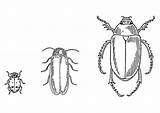 Coloring Beetles Large sketch template