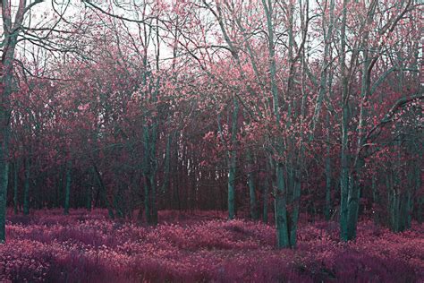 pink forest  lashellevalentinedeviantartcom  atdeviantart pink