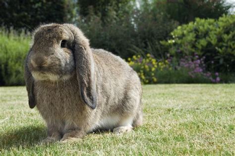 life spans of different rabbit breeds you must know