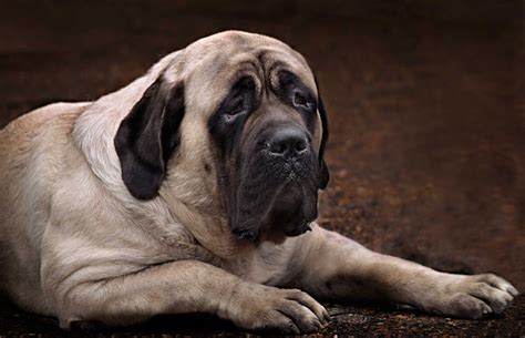 mastiff dog breed information pictures