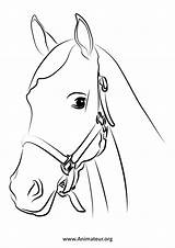 Cheval Tête Chevaux Coloriages Coloriage sketch template