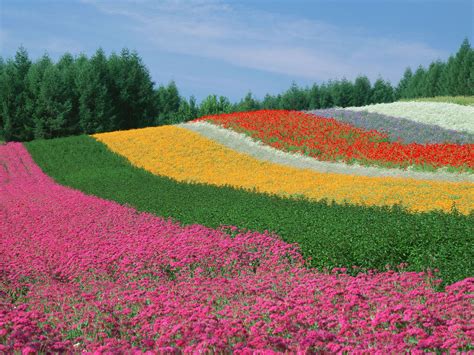 worlds amazing gardens  flower fields