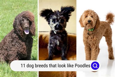 dog breeds    poodles  pictures oodle life