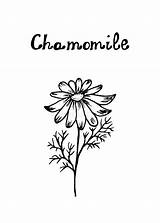 Chamomile Medicinal Herb sketch template