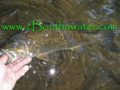 bonthewater guide service  fishing reports page