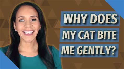 Why Does My Cat Bite Me Gently Youtube