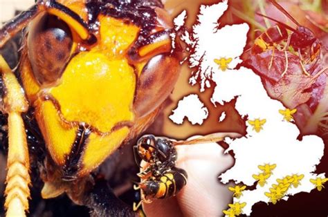Asian Hornet Invasion Of Britain Mapped Is Your Garden Safe Daily Star