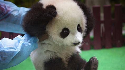 Cute Little Panda Has The World’s Eyes On Her Daily Telegraph