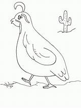 Coloring Pages Quail California Animal Designs Quails Drawing Print sketch template