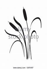 Cattail Cattails Getdrawings Drawing sketch template