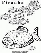 Piranha Coloringhome sketch template