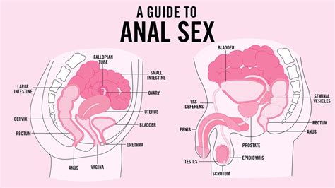a guide to anal sex… are you doing it right