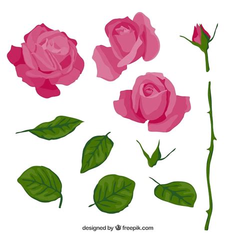 pink rose  parts vector