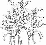 Corn Coloring Stalk Crops Drawing Pages Stalks Kids Printable Clip Farm Fall Print Simple Getdrawings Adult Color Sheets Flower Cob sketch template