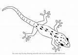 Gecko Draw Drawing Step Lizards Animals Drawingtutorials101 Tutorials sketch template