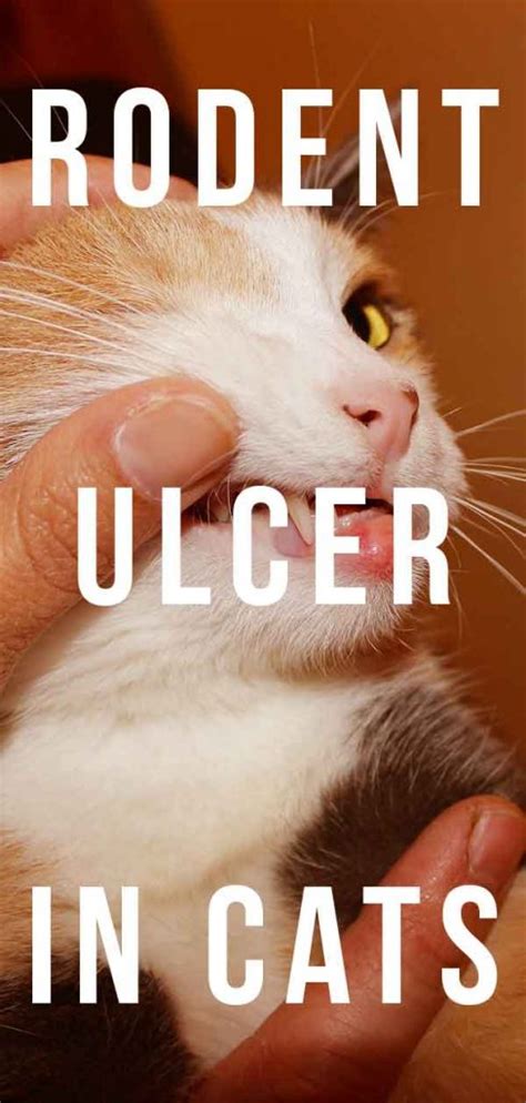 Rodent Ulcers In Cats