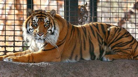 zookeeper   mend  tiger attack  kansas zoo abc san francisco