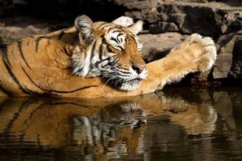 indias  famous tiger machli queen  ranthambore dies