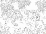 Tigre Colorare Disegno Bengala Cucciolo Cubs Adult Tigri Cuccioli Tigrotto sketch template