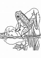 Frosch Malvorlagen Ausdrucken Malvorlage sketch template
