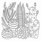 Zentangle Ausmalbilder Kaktus Coloring4free Sveglio Lineare Coloritura Vettore Immag sketch template