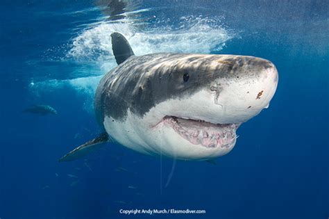 great white shark pictures  images  great white sharks