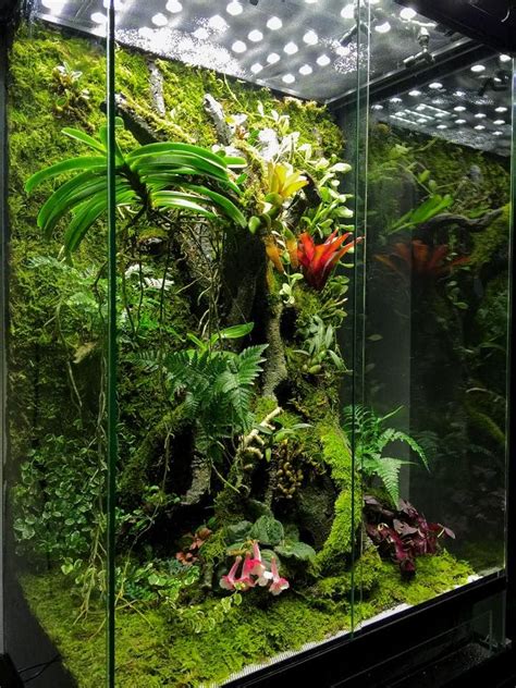 dart frogs vivarium images  pinterest fish tanks
