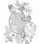 Schildpadden sketch template
