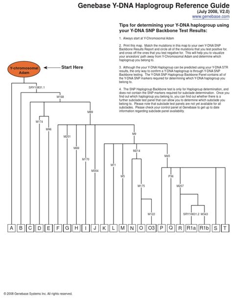 Y Dna Haplogroup