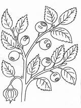 Coloring Blueberry Pages Berries Recommended Color sketch template