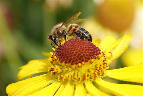 A Closeup Of A Honey Bee Apis Mellifera Feeding On A Bright Yellow And