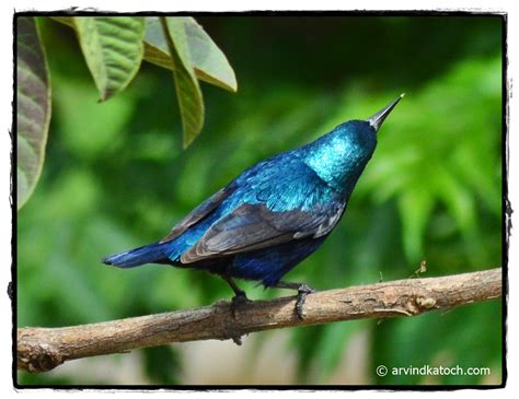 purple sunbird pictures  detail cinnyris asiaticus malefemale