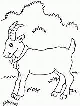 Goat Kambing Mewarnai sketch template