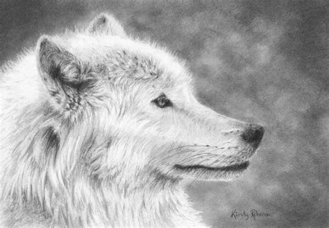 White Wolf Drawing By Kirsty Rebecca Fine Art America