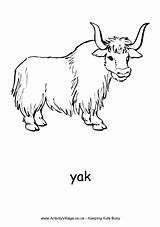 Yak Coloring Cattle Designlooter sketch template